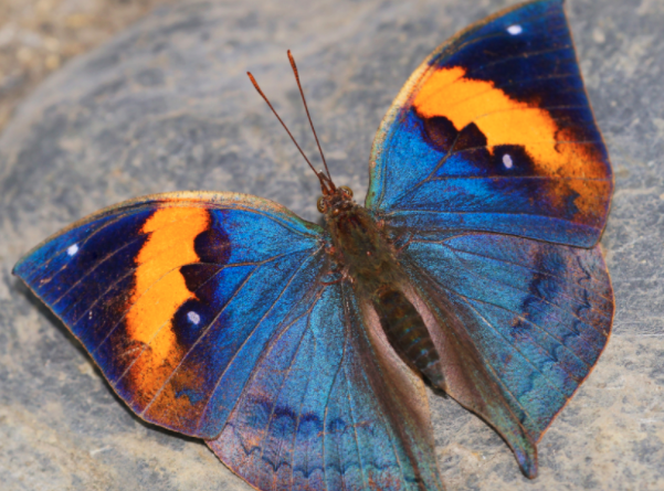 El vuelo de Kalima Blog